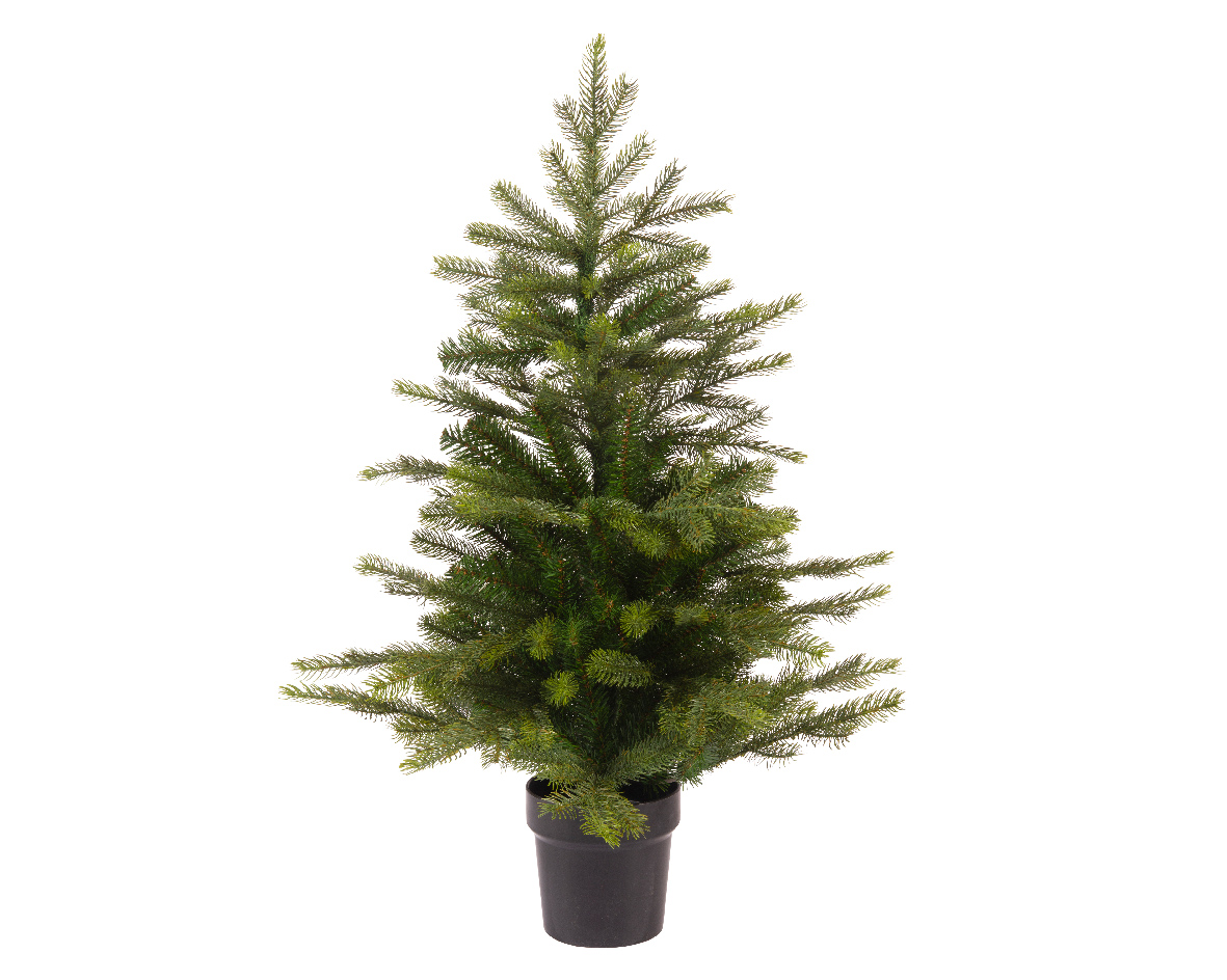Grandis mini tree indoor