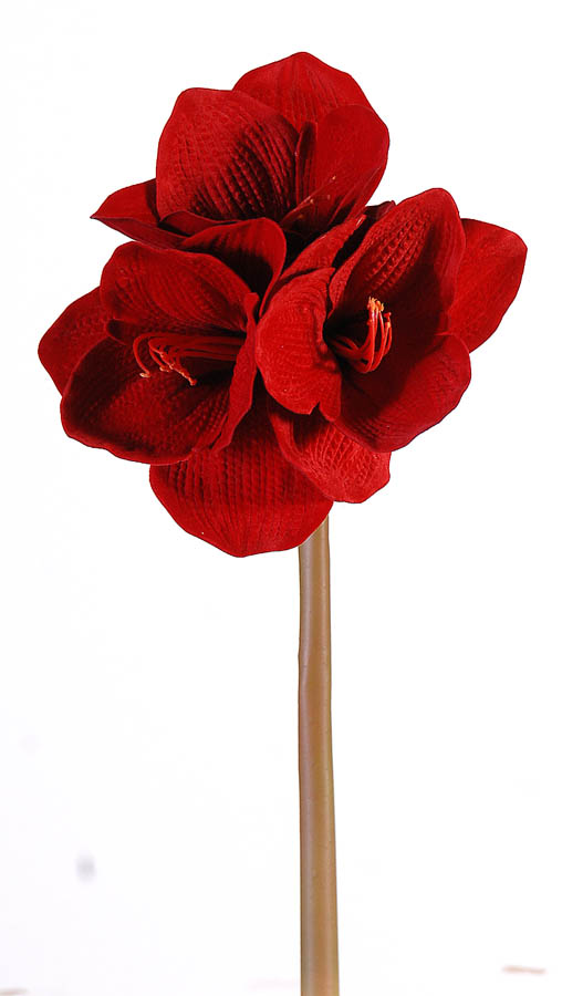 6/72-60cm Amaryllis stem