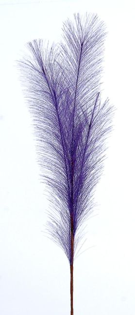 80cm Purple pampas branch